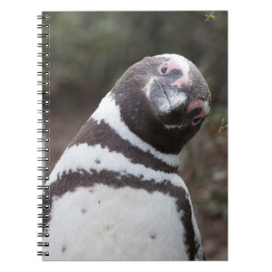 Cuaderno Retrato del pingüino de Magellanic