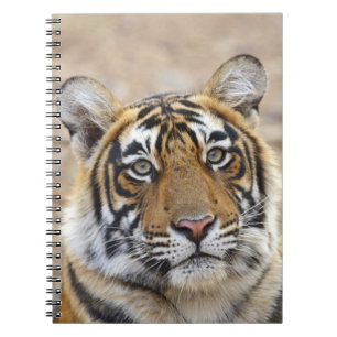 Cuaderno Retrato del tigre de Bengala Real, Ranthambhor
