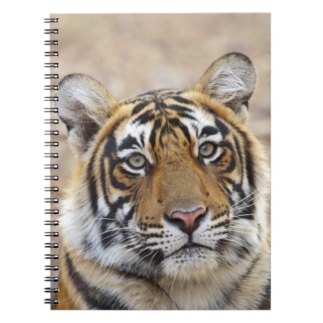 Cuaderno Retrato del tigre de Bengala Real, Ranthambhor (Frente)