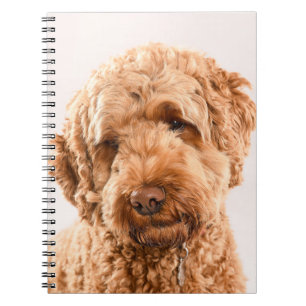 Cuaderno Retrato Goldendoodle Studio