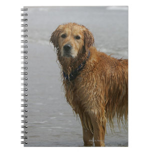 Cuaderno Retreiver de oro en el mar