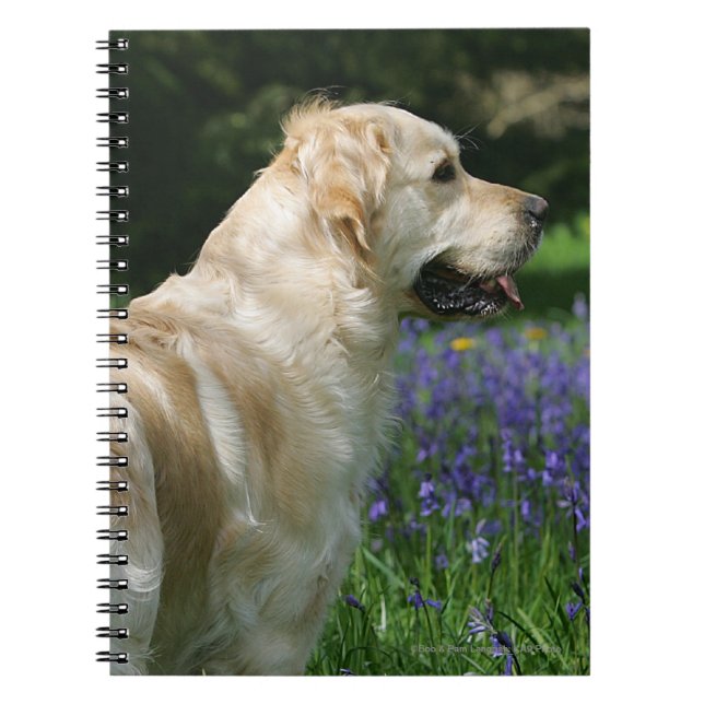 Cuaderno Retreiver de oro en flores (Frente)