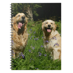 Cuaderno Retreivers de oro en hierba