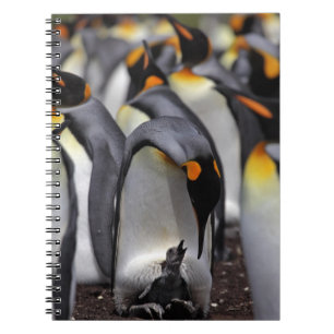 Cuaderno Rey pingüino con el polluelo