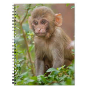 Cuaderno Rhesus Monkey Baby, Templo de Mono, Jaipur