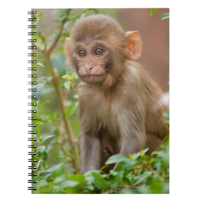 Cuaderno Rhesus Monkey Baby, Templo de Mono, Jaipur (Frente)
