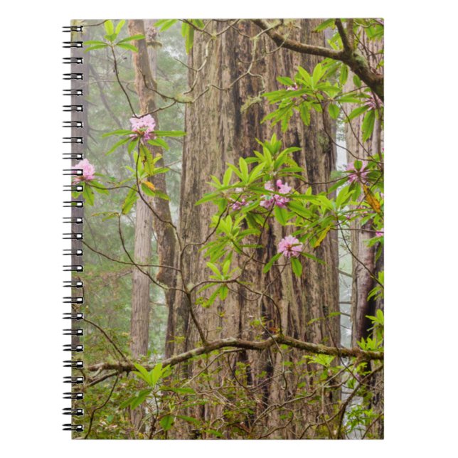 Cuaderno Rhododendros en flor | Parque estatal Redwoods, CA (Frente)