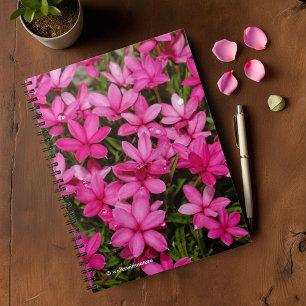 Cuaderno Rhodohipoxis / Estrella Roja / Posada Rosy