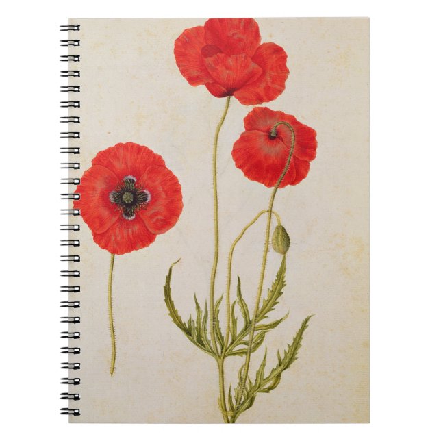 Cuaderno Rhoeas de Papavar, c.1568 (Frente)