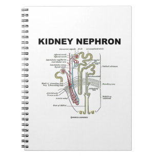 Cuaderno Riñón Nephron (libro de texto de la anatomía de