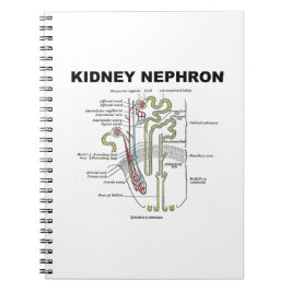 Cuaderno Riñon Nephron (libro de texto sobre anatomía de Gr