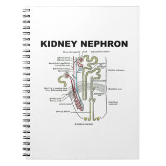Cuaderno Riñon Nephron (libro de texto sobre anatomía de Gr