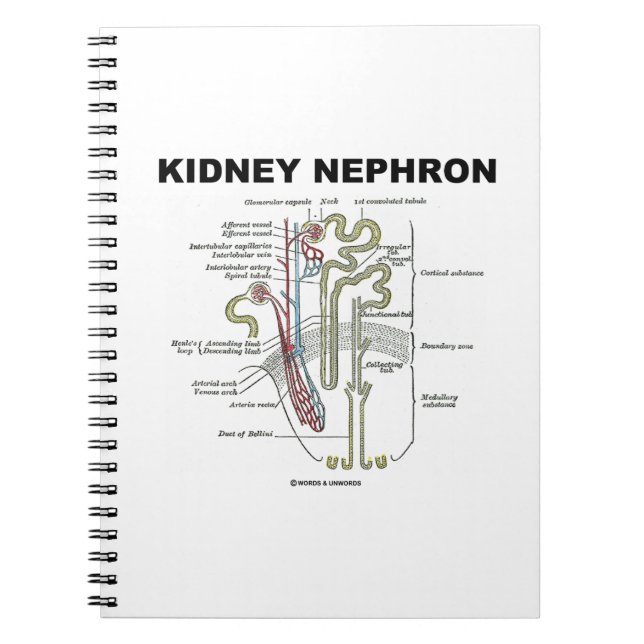 Cuaderno Riñon Nephron (libro de texto sobre anatomía de Gr (Frente)