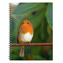 Cuaderno Robin navidades