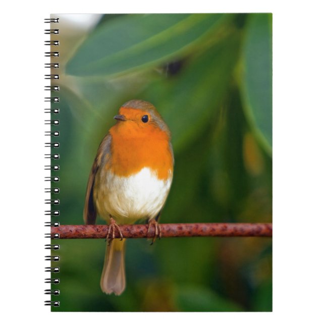 Cuaderno Robin navidades (Frente)