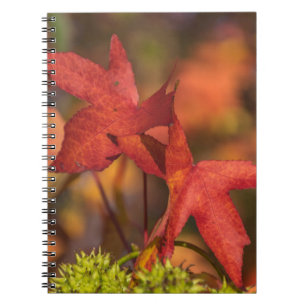 Cuaderno rojo de las hojas de otoño