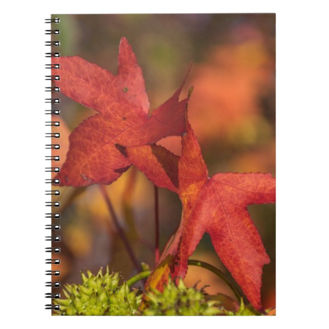 Cuaderno rojo de las hojas de otoño (Frente)