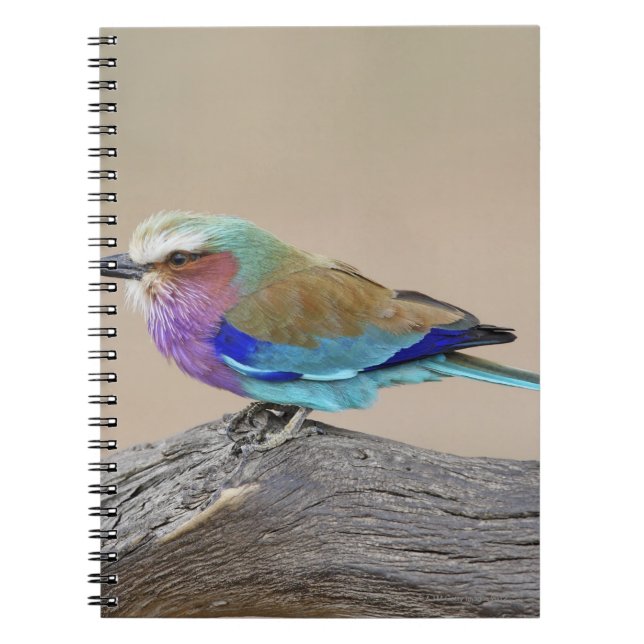 Cuaderno Roller con pechos de lino (Coracias caudata) (Frente)