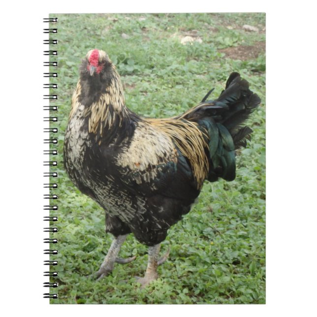 Cuaderno Rooster Ameraucana negro y dorado (Frente)