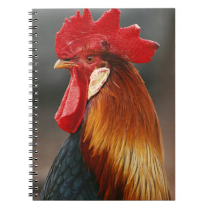 Cuaderno Rooster doméstico de corral