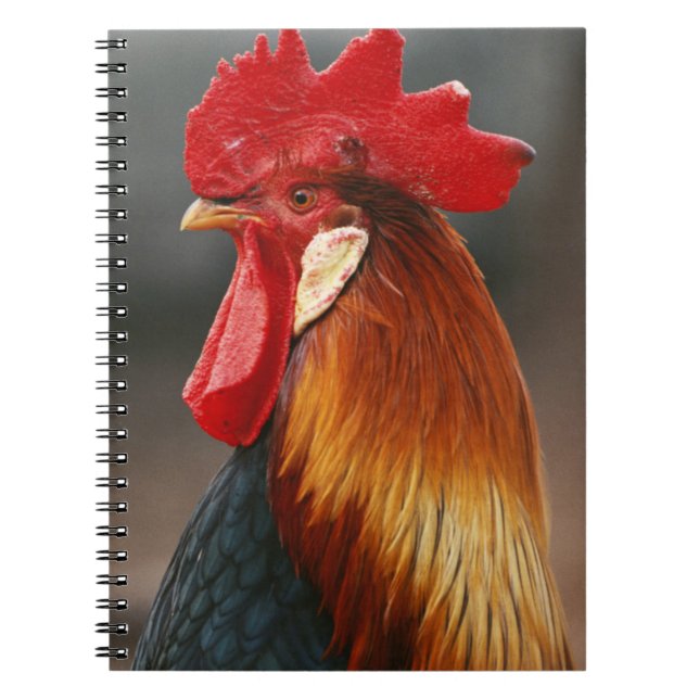 Cuaderno Rooster doméstico de corral (Frente)