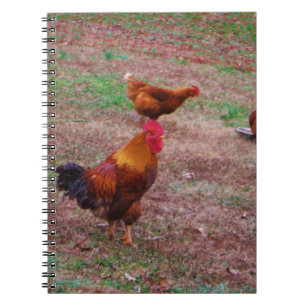 Cuaderno Rooster y sus gallinas