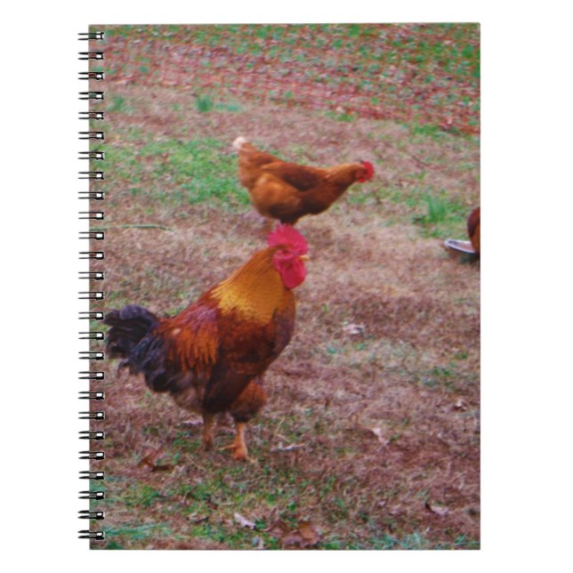 Cuaderno Rooster y sus gallinas (Frente)