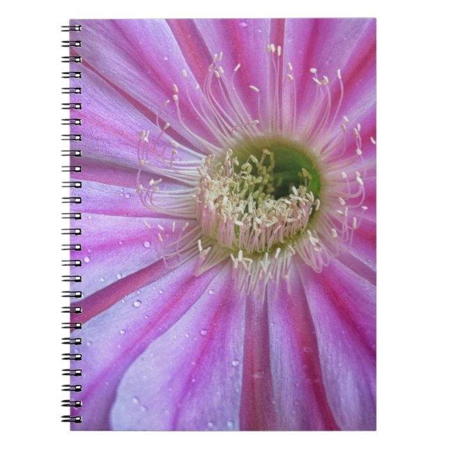 Cuaderno Ropa de torta plana (Frente)