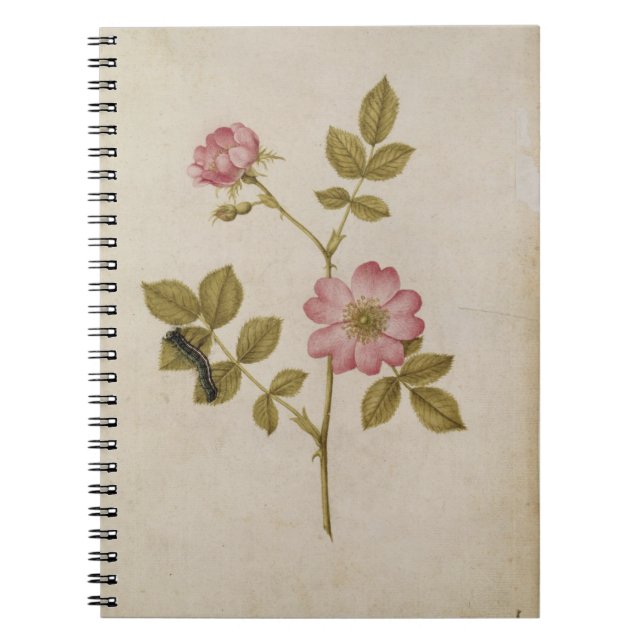 Cuaderno Rosa Canina - Dogrose y Caterpillar (lápiz y con (Frente)