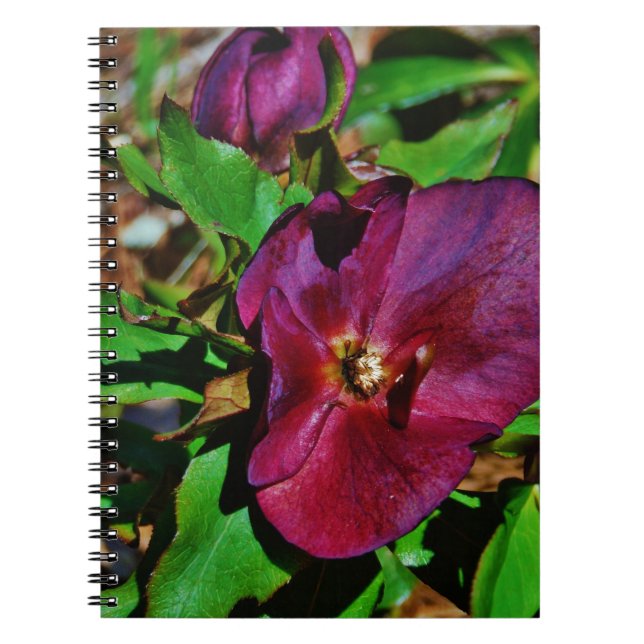Cuaderno Rosa de Cuaresma Rosa Borgoña (Frente)