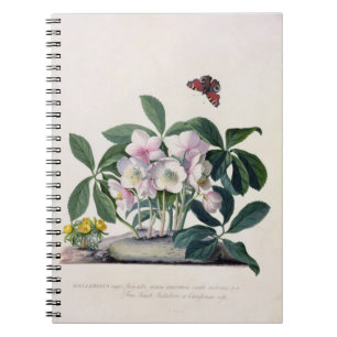 Cuaderno Rosa de navidad (Helleborus Niger) e invierno