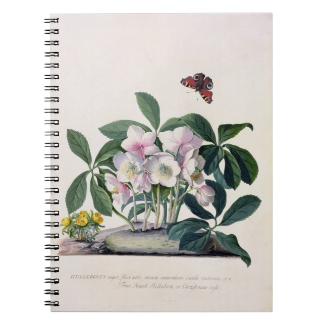 Cuaderno Rosa de navidad (Helleborus Niger) e invierno (Frente)