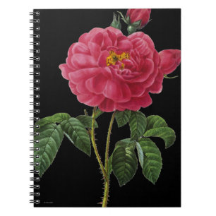 Cuaderno Rosa Gallica