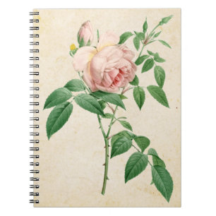Cuaderno Rosa indica fragrans ilustracion botánico