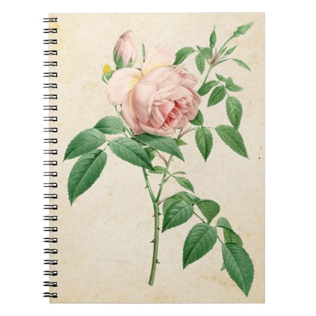 Cuaderno Rosa indica fragrans ilustracion botánico (Frente)