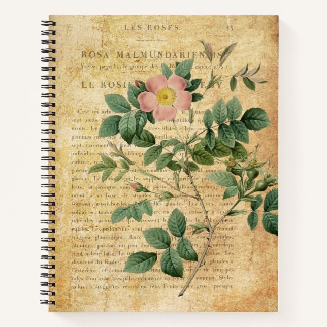Cuaderno Rosa malmundariensis vintage (Anverso)