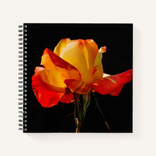Cuaderno Rosa Naranja Peachy
