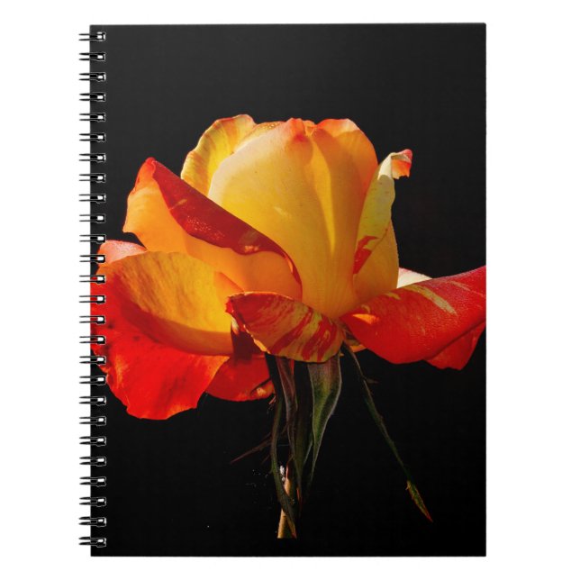 Cuaderno Rosa Naranja Peachy (Frente)