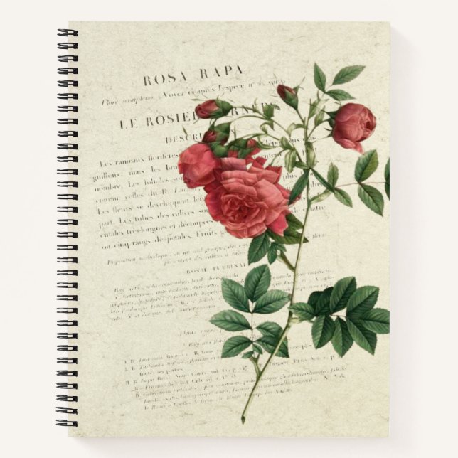 Cuaderno Rosa Rapa Vintage (Anverso)