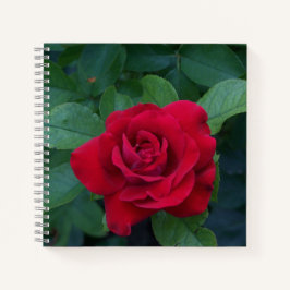 Cuaderno Rosa Roja de Cerca