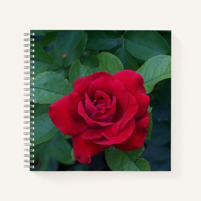 Cuaderno Rosa Roja de Cerca (Anverso)