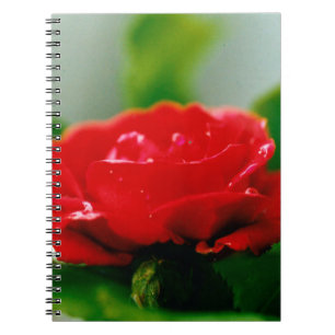 Cuaderno Rosa roja matutina cubierta de rocío