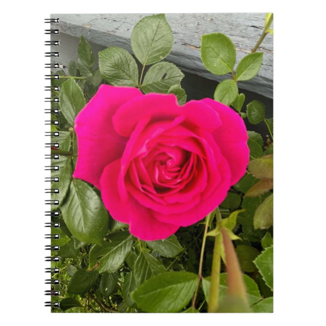 Cuaderno Rosa rosa nº 4 (Frente)