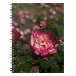 Cuaderno Rosa rosa y rosa blanco