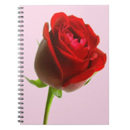 Cuaderno Rosa y rosa