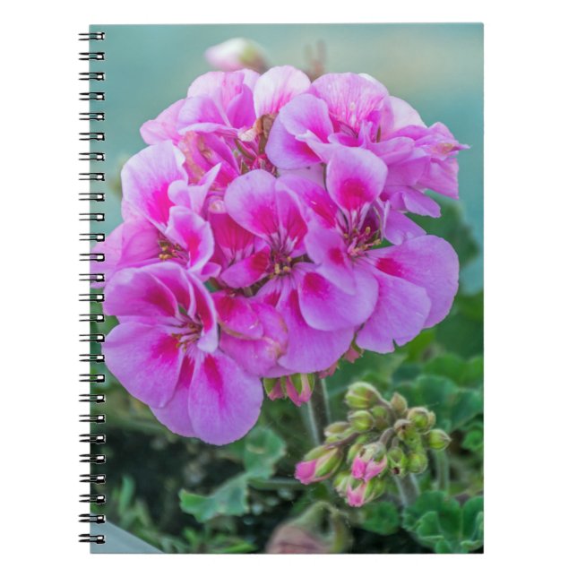 Cuaderno rosado de los geranios (Frente)