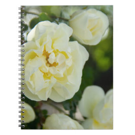 Cuaderno Rosas blancas lindas para positivo  