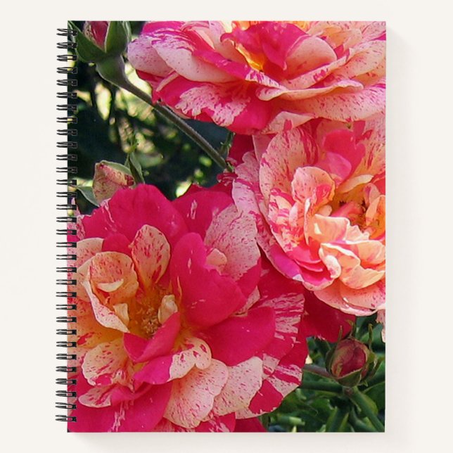 Cuaderno Rosas de rayas rosas y blancas: arte floral (Anverso)