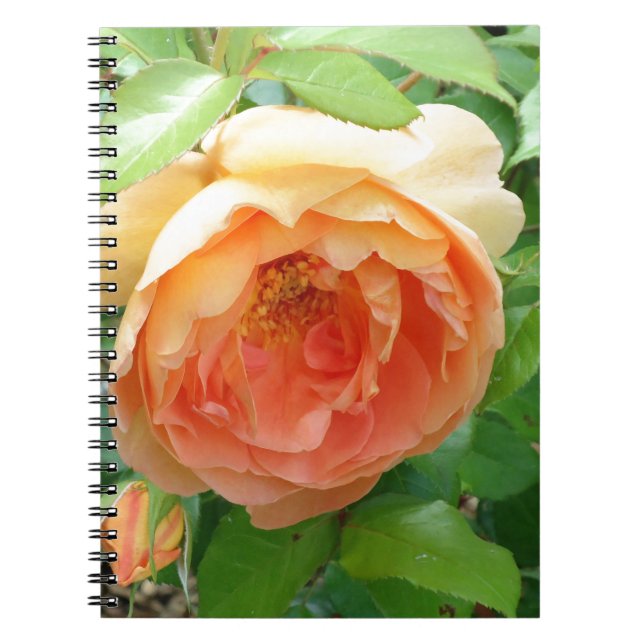Cuaderno Rosas Naranjas románticos (Frente)