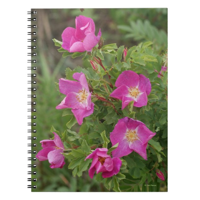 Cuaderno Rosas silvestres F46 (Frente)